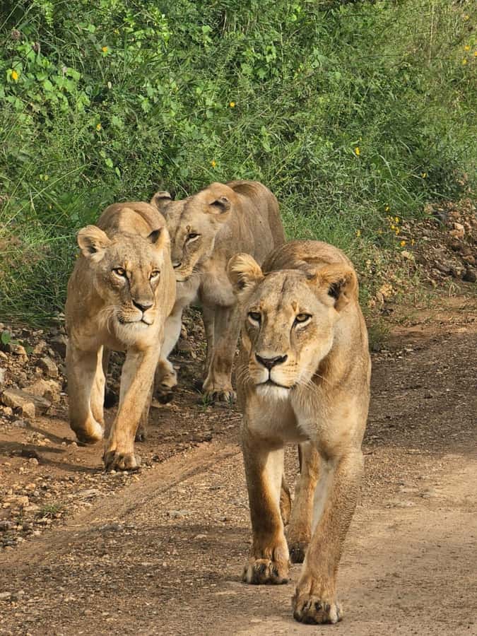 Nairobi: Half-Day Game Drive at Nairobi National Park - Kazuri Beads Factory adds a different kind of stop