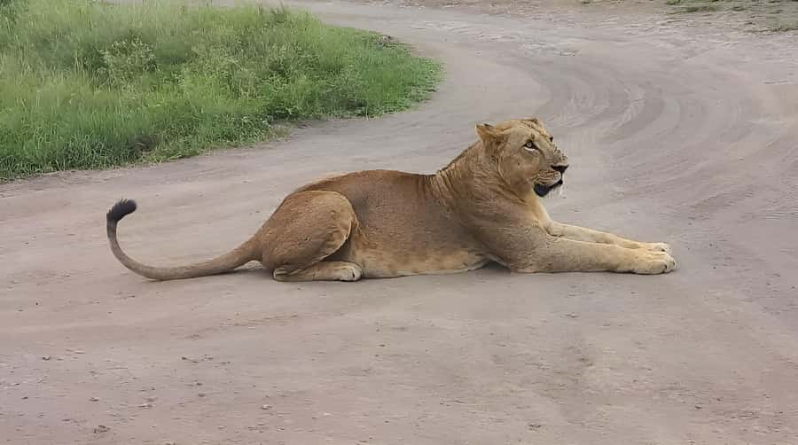 Nairobi: Half-Day Game Drive at Nairobi National Park - Who will get the most from this drive