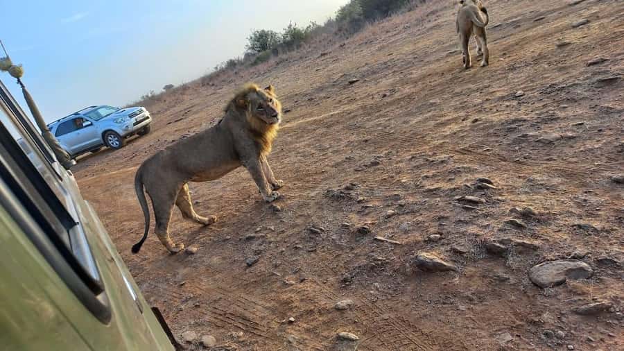 Nairobi: Half-Day Game Drive at Nairobi National Park - Practical preparation for the morning or afternoon