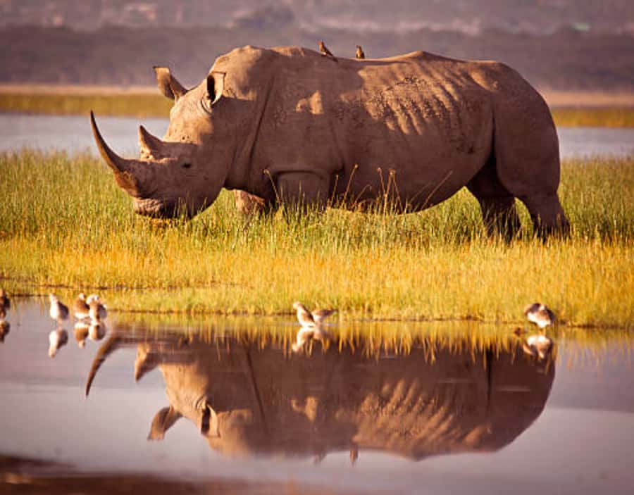 Nairobi: Half-Day Nairobi National Park Private Safari - Key points to know before you book
