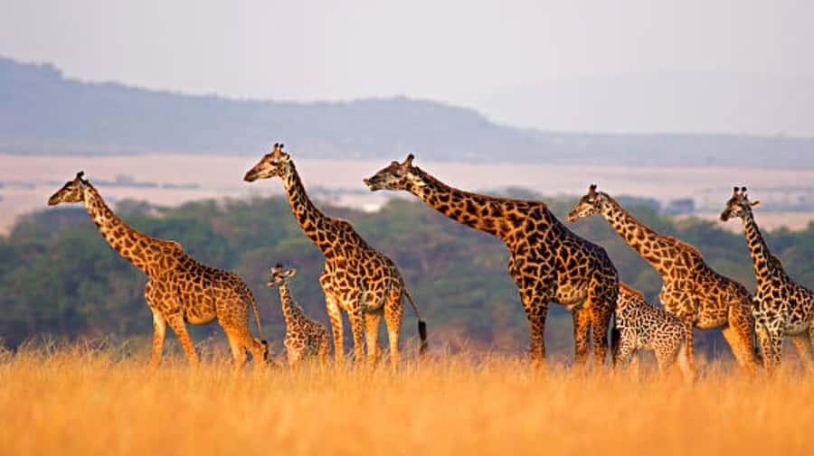 Nairobi: Half-Day Nairobi National Park Private Safari - Starting from your hotel or Nairobi airport