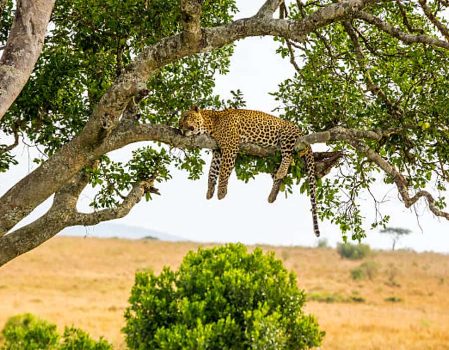 Nairobi: Half-Day Nairobi National Park Private Safari - Optional Giraffe Centre visit for $15