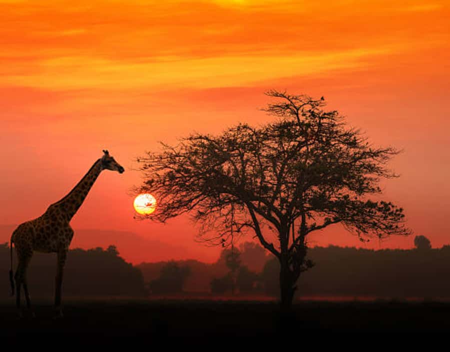 Nairobi: Half-Day Nairobi National Park Private Safari - Optional David Sheldrick Wildlife Trust visit for $20