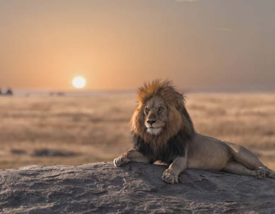 Nairobi: Half-Day Nairobi National Park Private Safari - The real cost: $130 plus the park fee