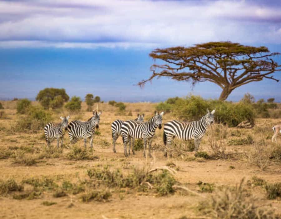 Nairobi: Half-Day Nairobi National Park Private Safari - Photography, birding, and practical comfort