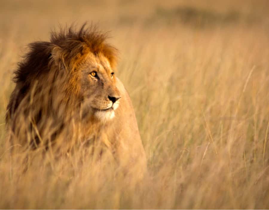 Nairobi: Half-Day Nairobi National Park Private Safari - Four to five hours among Nairobi’s animals