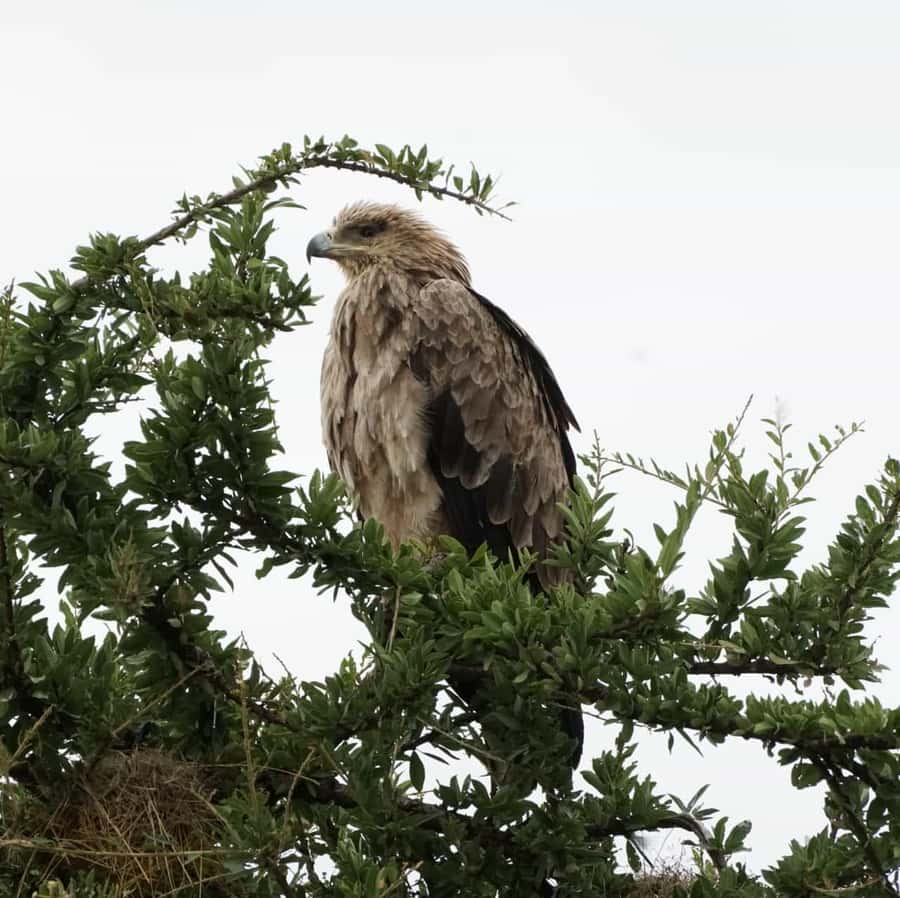 Nairobi: Hell's Gate National Park and Lake Naivasha Tour - Key points to know before booking