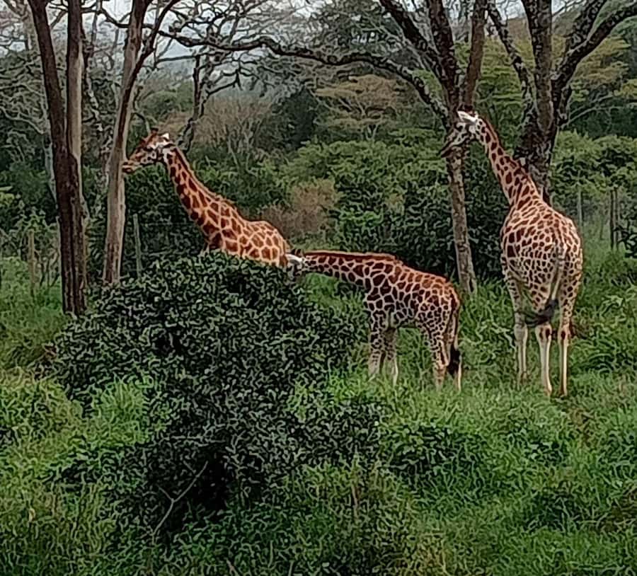 Nairobi: Hell's Gate National Park and Lake Naivasha Tour - Why Hells Gate works so well by bicycle