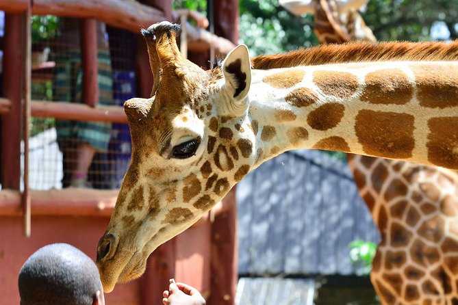 Nairobi Highlights: Karen Blixen, Beads Factory & Giraffe Center Day Tour - Why this Nairobi combination works