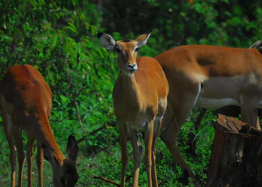 Nairobi: Karura Forest Guided Walking Tour - Why Karura Forest Feels Different From a Standard Nairobi Excursion
