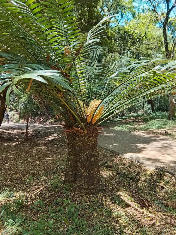 Nairobi: Karura Forest Guided Walking Tour - Trees, Kikuyu Meaning, and Lessons Along the Trail