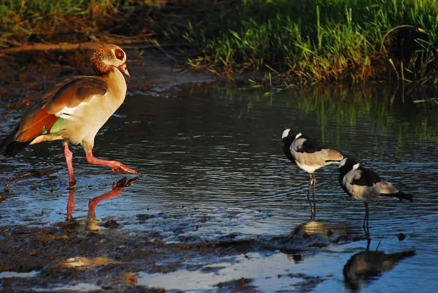 Nairobi: Karura Forest Guided Walking Tour - What the $51 Price Includes