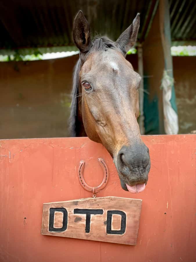 Nairobi: Karura Forest Horseback Riding Tour - A horse ride inside Nairobi’s Karura Forest