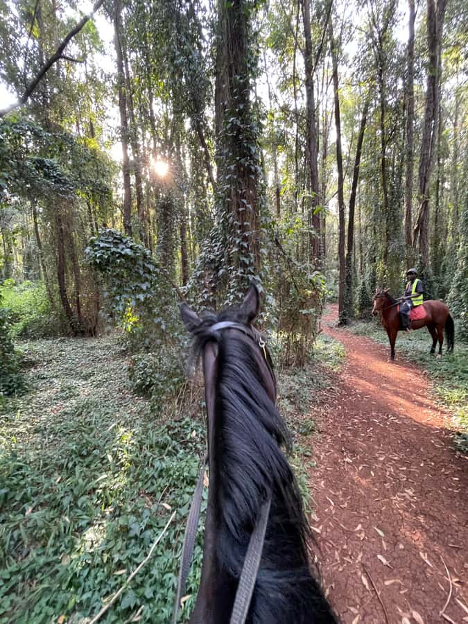 Nairobi: Karura Forest Horseback Riding Tour - What the 90-minute route is really like
