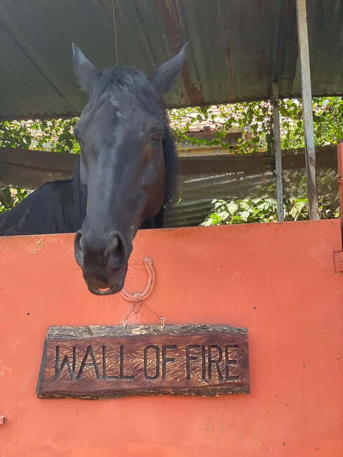 Nairobi: Karura Forest Horseback Riding Tour - Beginner riding and experienced riders