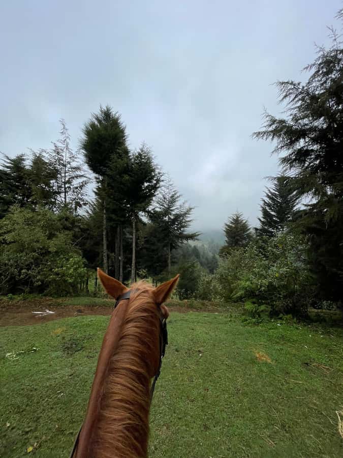 Nairobi: Karura Forest Horseback Riding Tour - Is the forest ride worth 90 minutes?