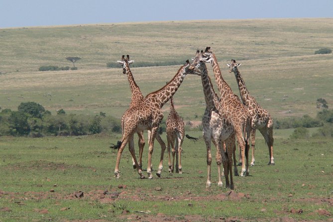 Nairobi layover - Why Nairobi National Park works for a layover