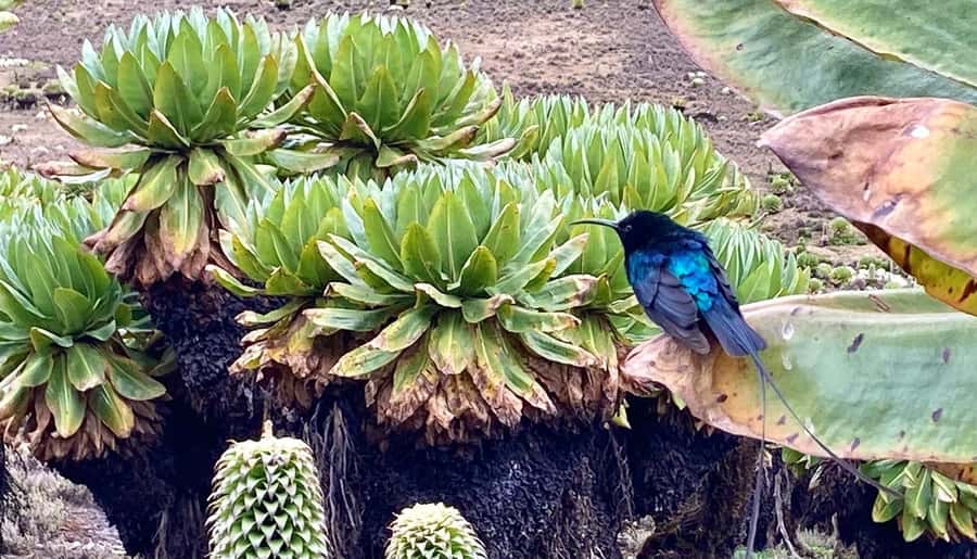 Nairobi: Mount Kenya Day Hike with Lunch - Why this Mount Kenya day hike is worth considering