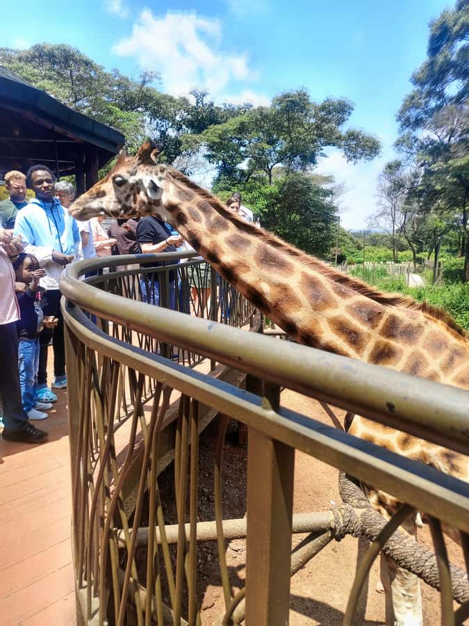 Nairobi: Museum, KICC, Giraffe Centre & Bomas of Kenya Tour - Lunch between the main sights