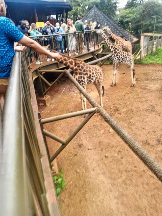 Nairobi: Museum, KICC, Giraffe Centre & Bomas of Kenya Tour - Who should book this outing