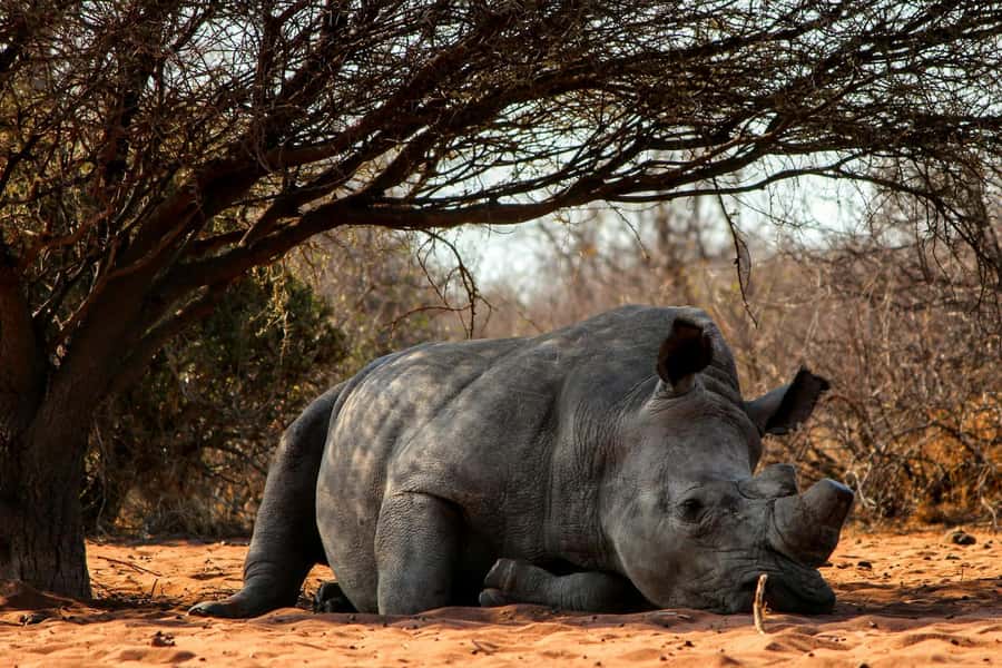 Nairobi : Nairobi National Park: 5- hours Guided Game Drive - Key things to know before you go