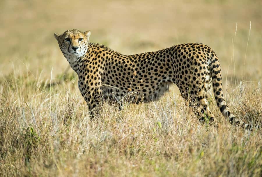Nairobi : Nairobi National Park: 5- hours Guided Game Drive - Morning or afternoon: choose your timing carefully