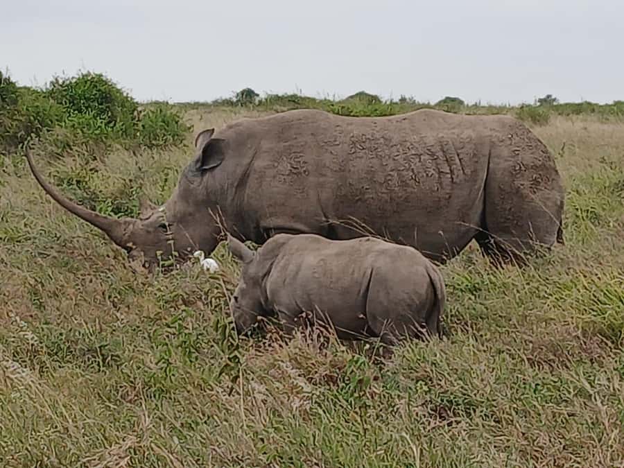 Nairobi : Nairobi National Park: 5- hours Guided Game Drive - What the guide adds to the experience