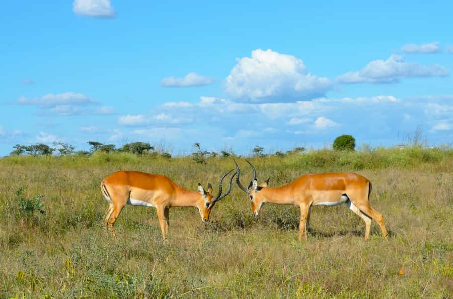 Nairobi : Nairobi National Park: 5- hours Guided Game Drive - The price looks low until you add the park fee