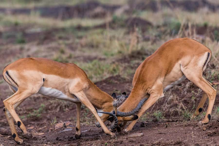 Nairobi : Nairobi National Park: 5- hours Guided Game Drive - What to bring for better viewing