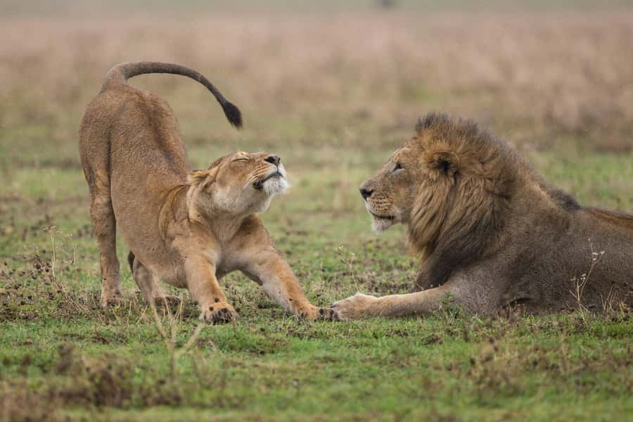Nairobi : Nairobi National Park: 5- hours Guided Game Drive - Who will like this five-hour safari
