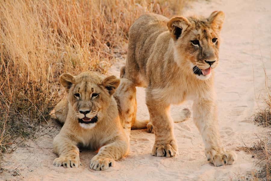 Nairobi : Nairobi National Park: 5- hours Guided Game Drive - The 30-minute ride from your Nairobi hotel