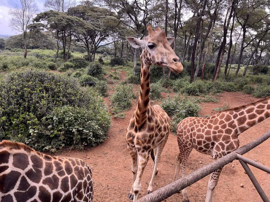 Nairobi:Nairobi national park,David sheldrick,GiraffeCenter - Nairobi wildlife in a five-hour morning