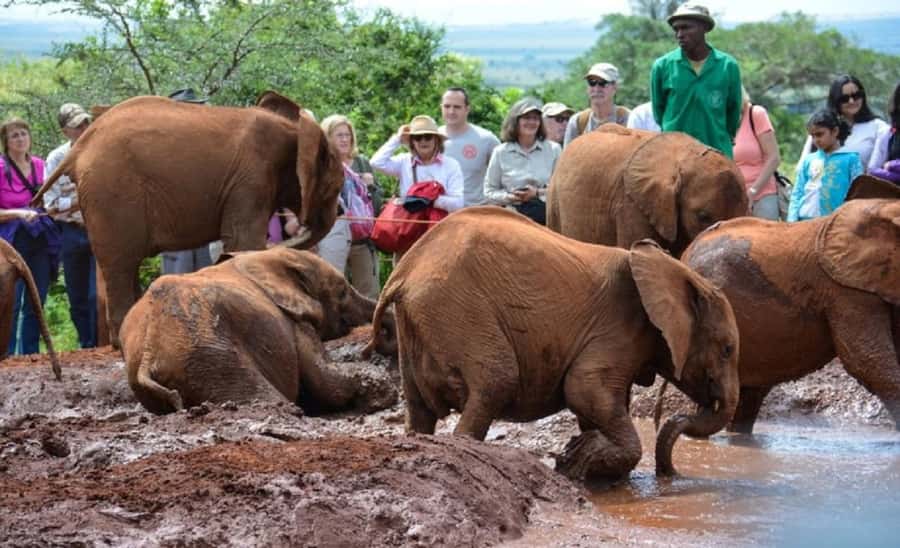 Nairobi:Nairobi national park,David sheldrick,GiraffeCenter - The Sheldrick Trust public viewing hour