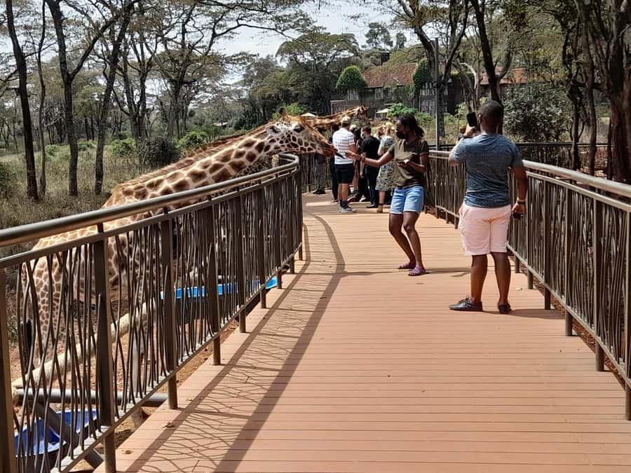 Nairobi:Nairobi national park,David sheldrick,GiraffeCenter - Feeding giraffes and learning about Rothschild giraffes