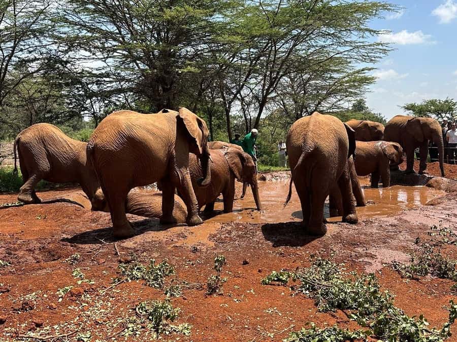 Nairobi:Nairobi national park,David sheldrick,GiraffeCenter - Pickup, transport, and group size