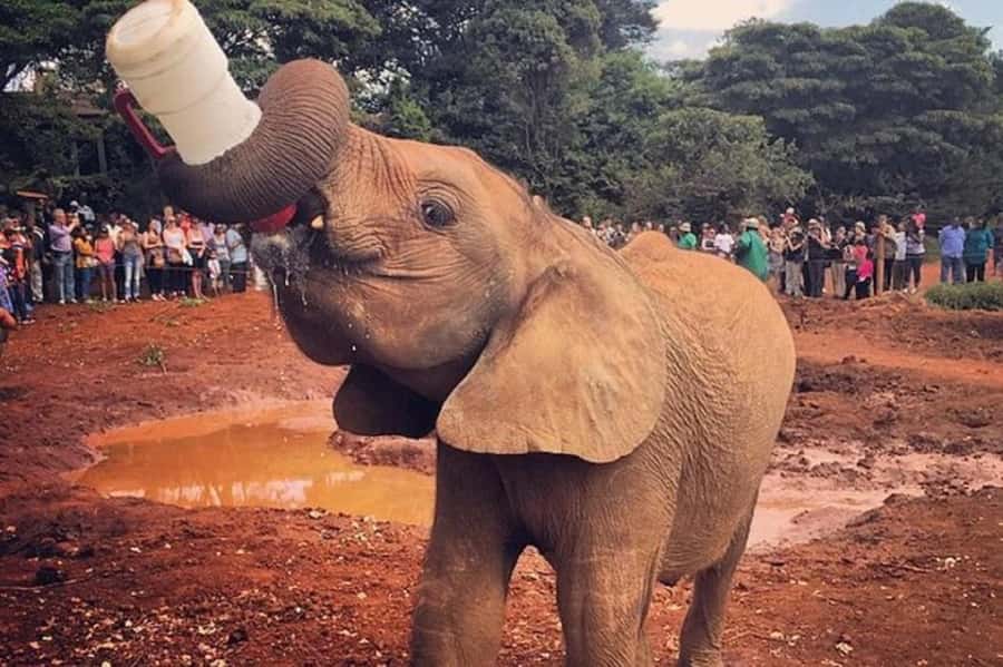 Nairobi:Nairobi national park,David sheldrick,GiraffeCenter - Who will get the most from this morning