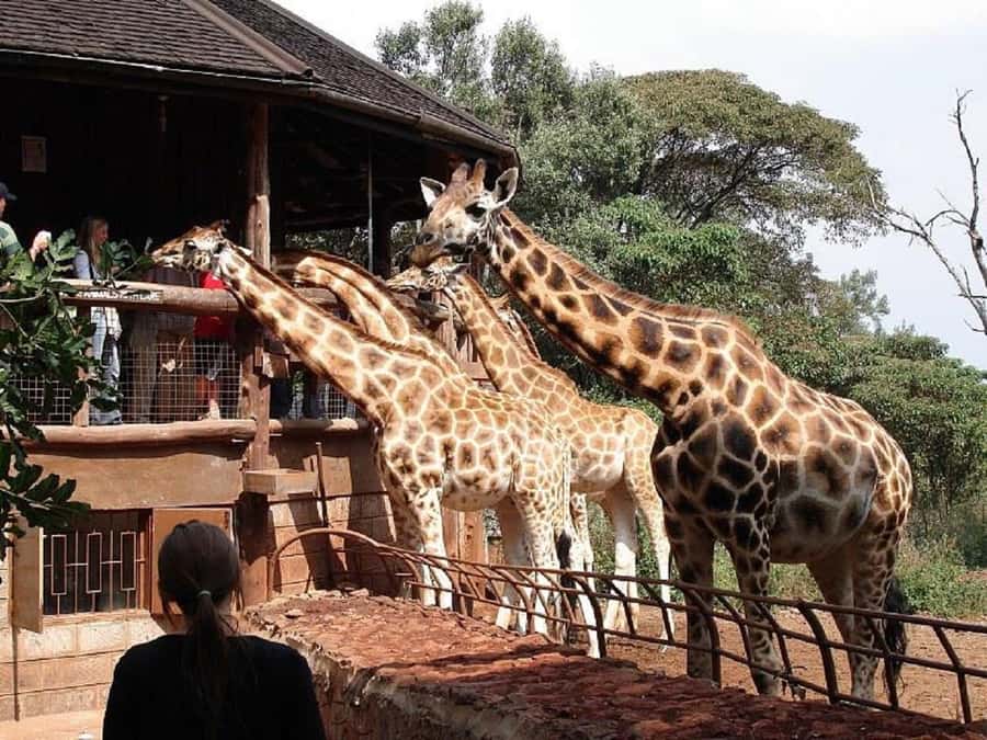 Nairobi:Nairobi national park,David sheldrick,GiraffeCenter - Nairobi National Park with the city behind you