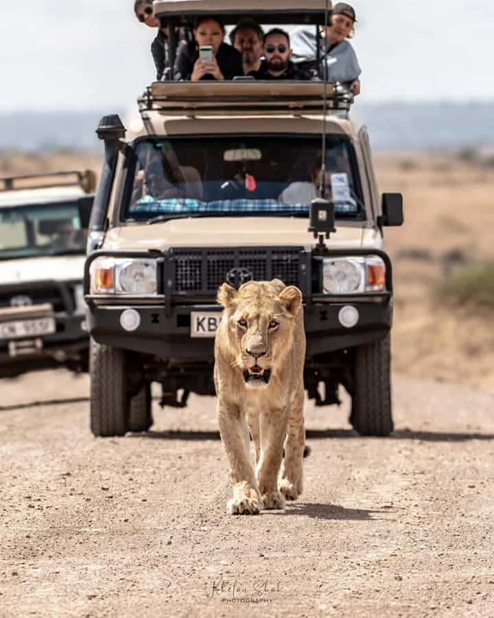 Nairobi: Nairobi National Park Half-Day Game Drive - Hotel Pickup and the Ride Into the Park