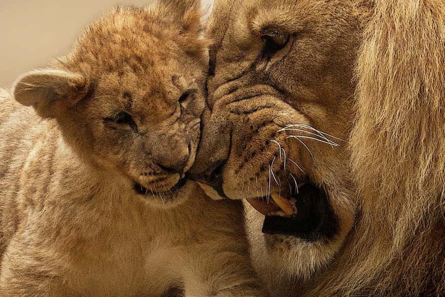 Nairobi: Nairobi National Park Half-Day Game Drive - What Makes This Different From the Maasai Mara