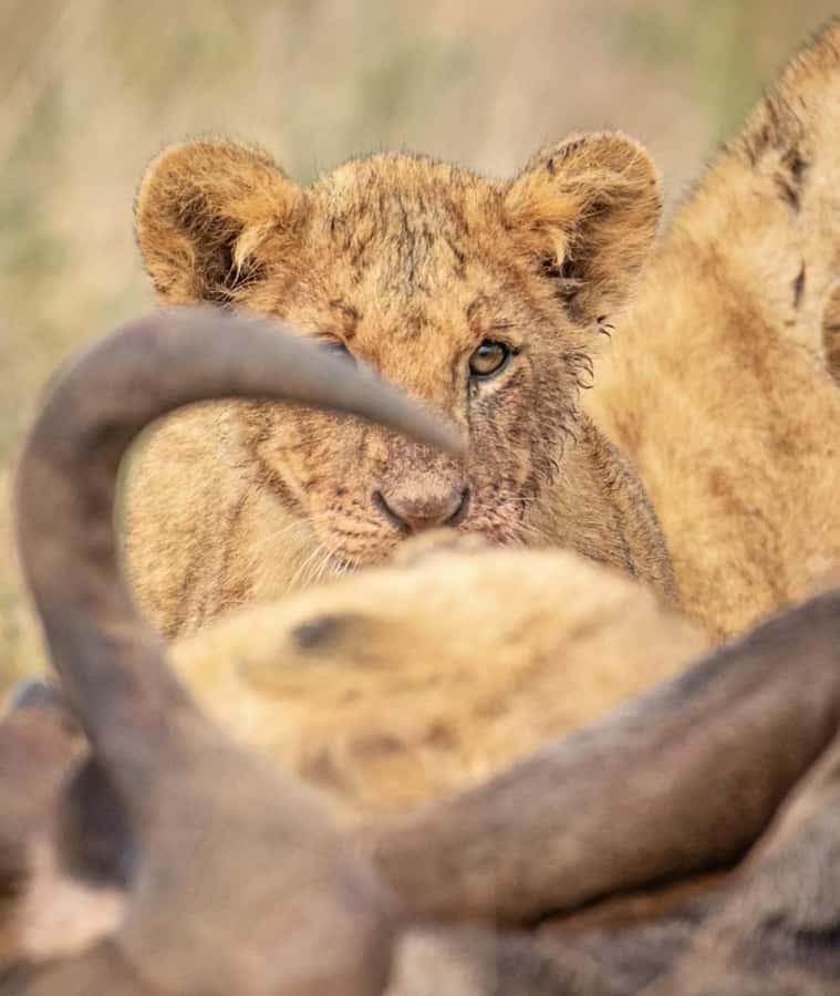Nairobi: Nairobi National Park Half-Day Game Drive - What to Bring for Comfort and Better Photos