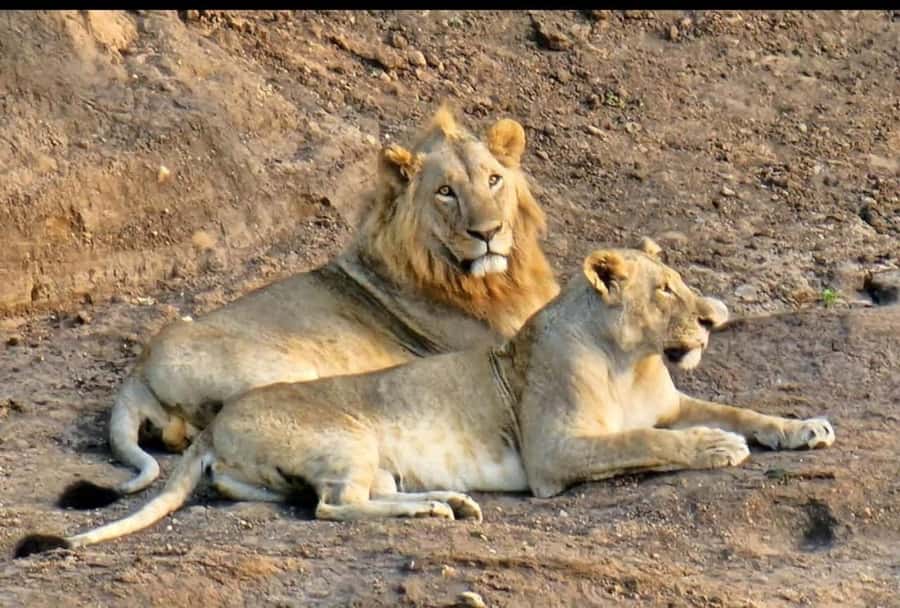 Nairobi: Nairobi National Park Half-Day Game Drive - Who Will Get the Most From This Tour