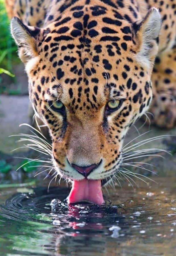 Nairobi: Nairobi National Park Half-Day Game Drive - Morning or Afternoon: Choose With Care