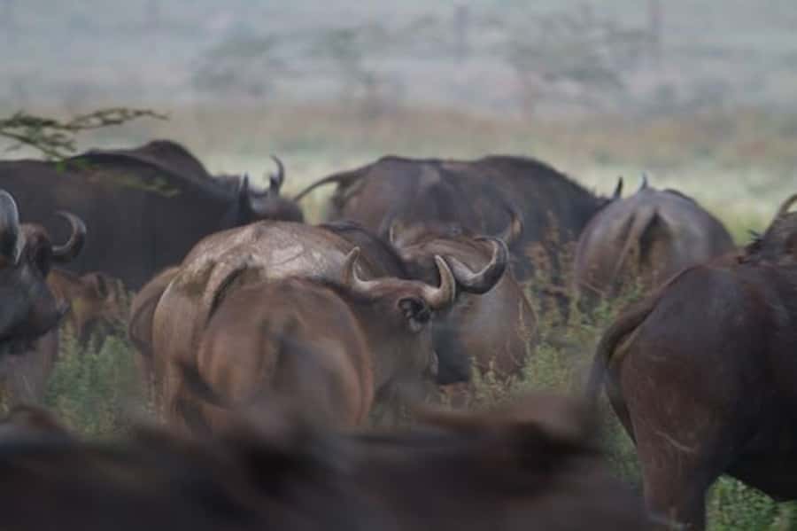 Nairobi: Nakuru National Park and Lake Naivasha Day Tour - Who should book this Nakuru and Naivasha day trip?