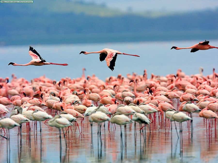 Nairobi: Nakuru National Park and Lake Naivasha Day Tour - Why this day works for a Nairobi base
