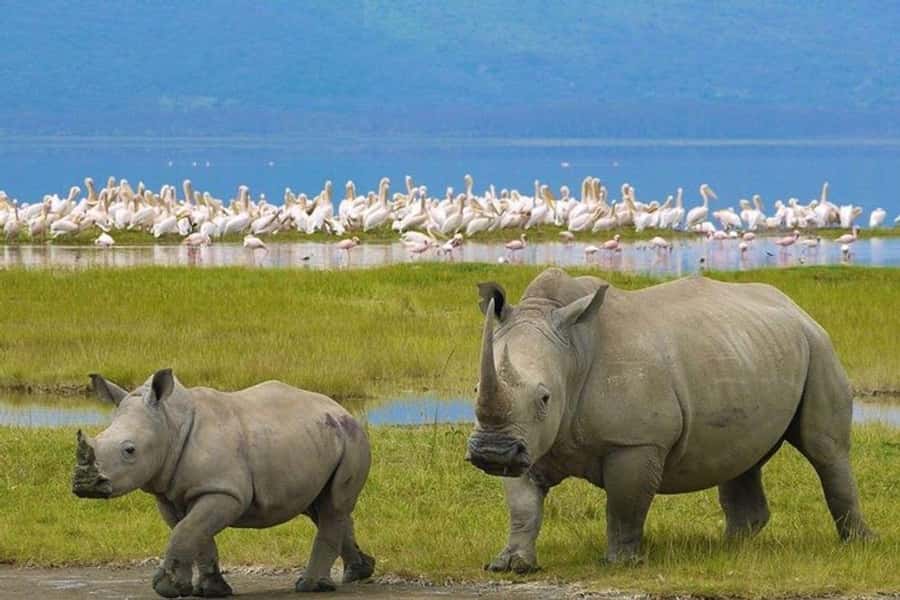 Nairobi: Nakuru National Park and Lake Naivasha Day Tour - Entering Lake Nakuru National Park around 9:00 a.m.