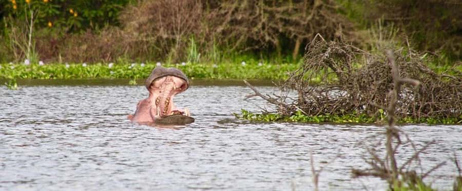 Nairobi: Nakuru National Park and Lake Naivasha Day Tour - The three-hour game drive and bird watching