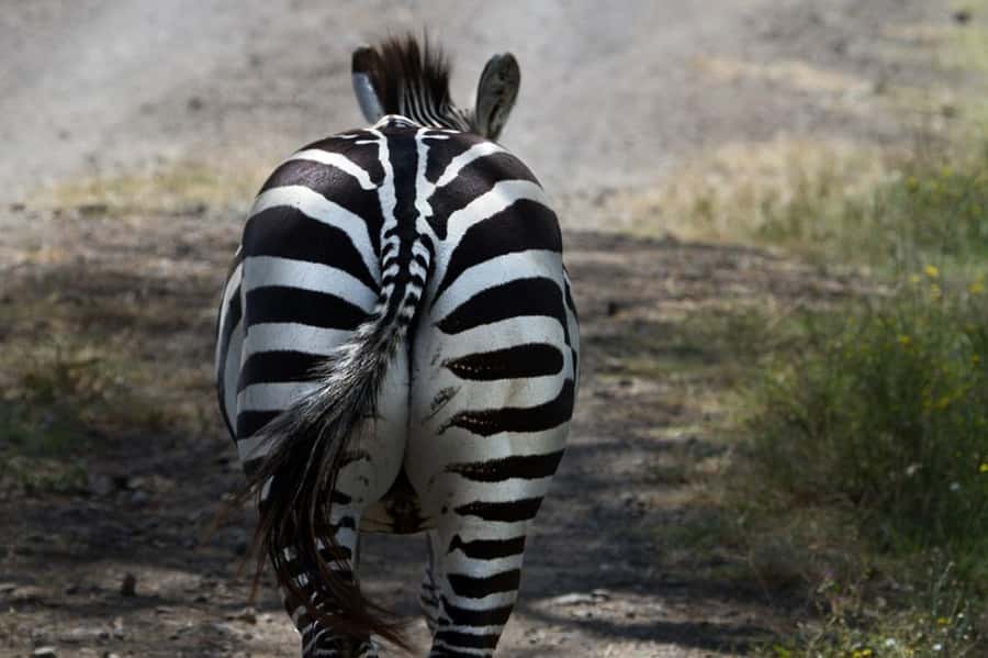 Nairobi: Nakuru National Park and Lake Naivasha Day Tour - What the $215 price really covers