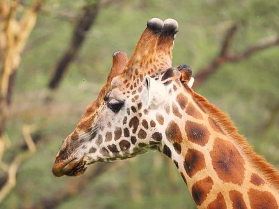 Nairobi: Nakuru National Park and Lake Naivasha Day Tour - How hard is the day physically?