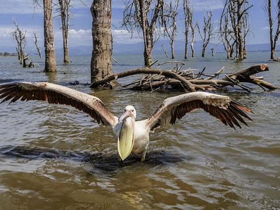 Nairobi: Nakuru National Park and Lake Naivasha Day Tour - Leaving Nairobi for the Great Rift Valley