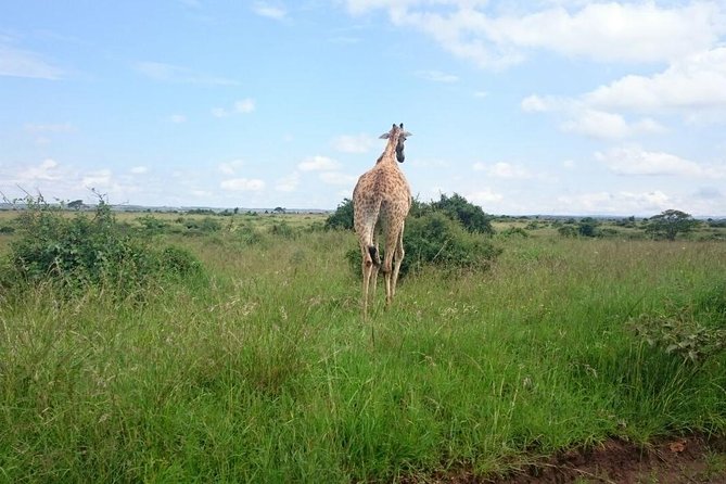 Nairobi National Park 1.p.m Game Drive - What the afternoon game drive is like